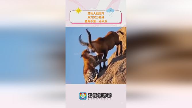 尼斯对决阿雅克肖，双方实力对比不相上下的简单介绍